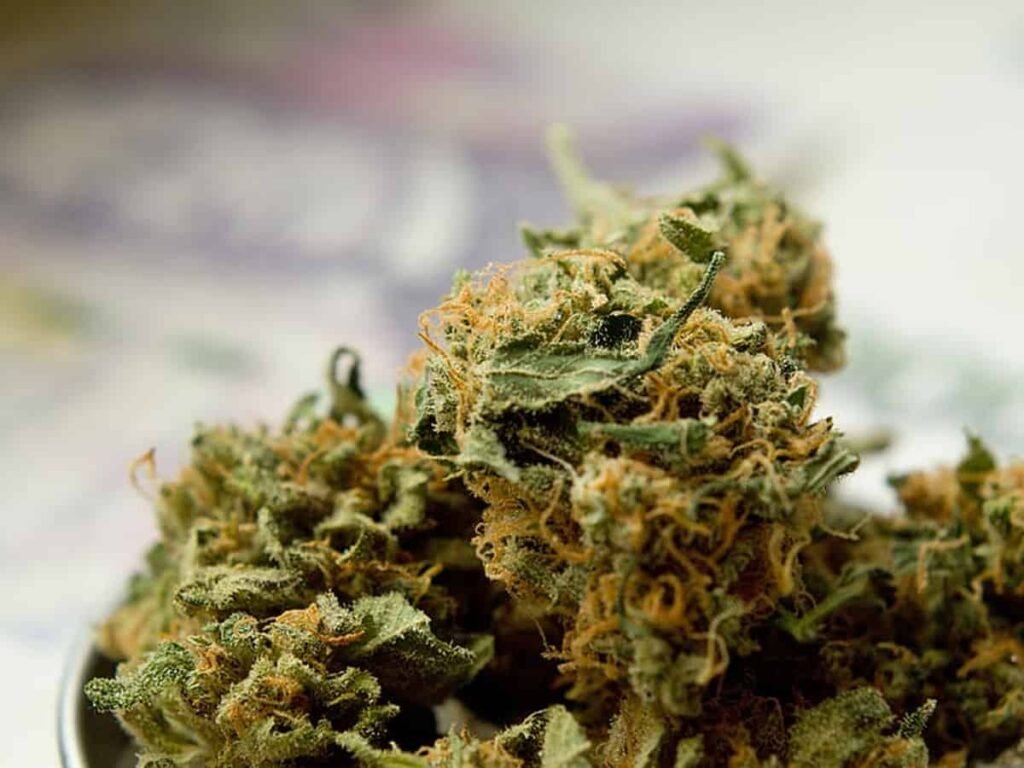 Distress call from parents leads to bust of cannabis network in Hyderabad