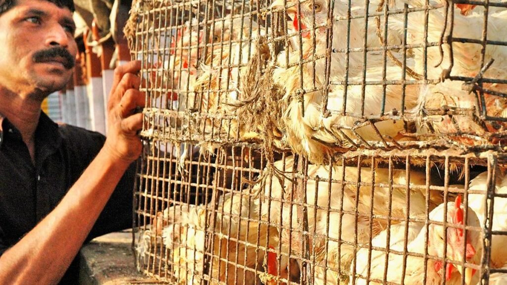 Bird flu kills 4,400 chickens in Chhattisgarh’s Bilaspur; surveillance intensified
