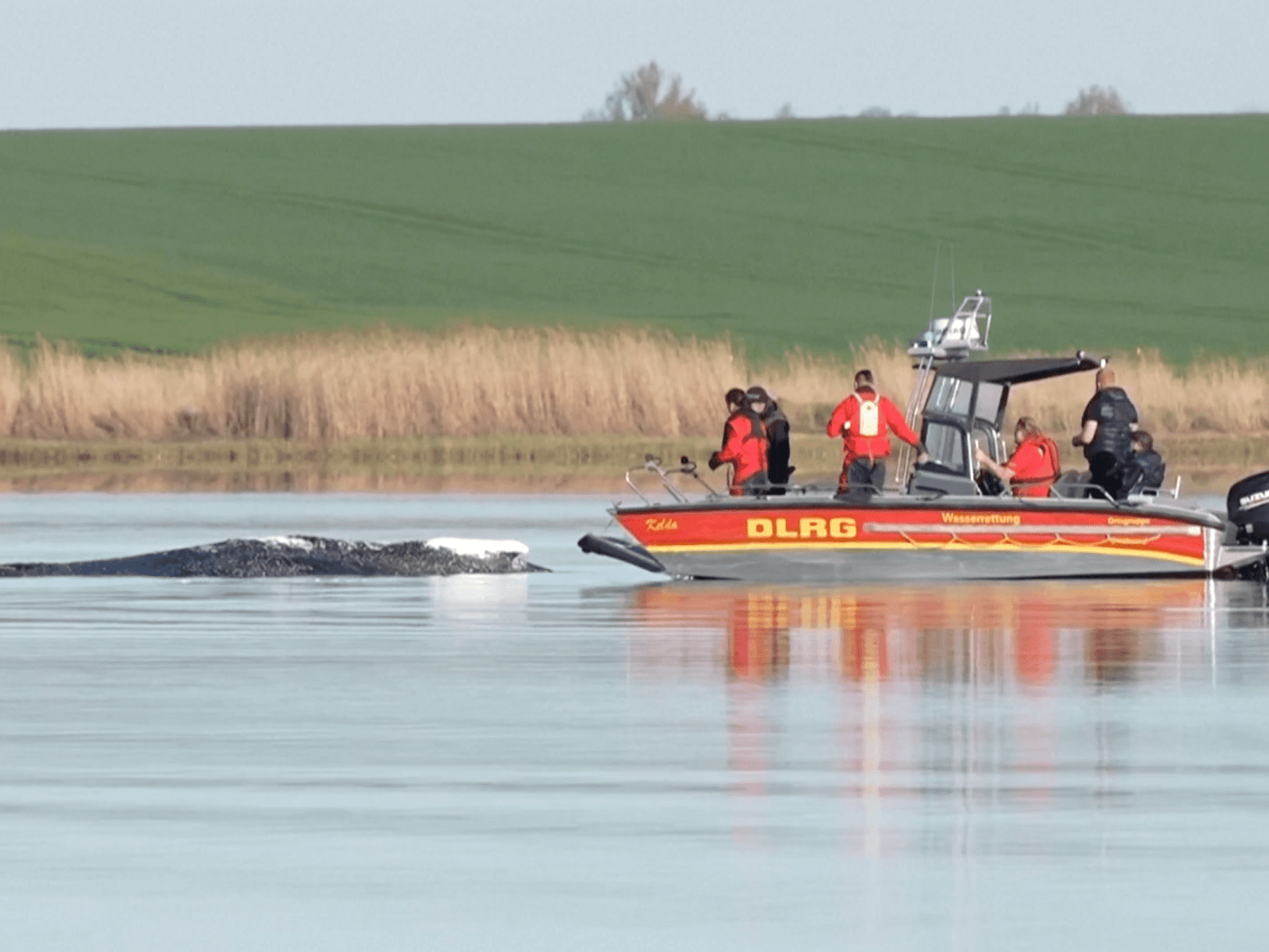 ‘Timmy’ the rescued humpback whale confirmed dead | Environment News