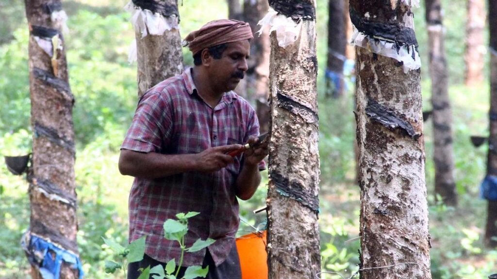 Rubber Board set to launch platform to tackle tapper shortage in Keralam